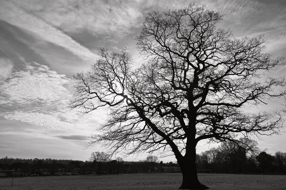 A large, leafless tree with numerous twisting branches extending outward and upward, situated in an open field with short grass. The tree's silhouette is prominent against a cloudy sky filled with wispy and textured clouds. In the background, there are distant trees and low-lying buildings. The scene is captured in black and white, emphasizing the contrast and details of the tree's branches and the sky. This image reflects outdoor natural scenery, which may relate to the relocation of outdoor or garden items as part of home removals services offered by Man with Van Croydon near East Croydon station, including packing and transporting outdoor furniture or equipment within [service category] offerings.